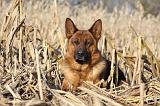 BERGER ALLEMAND 857